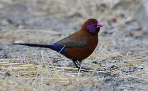 Violet-eared Waxbill