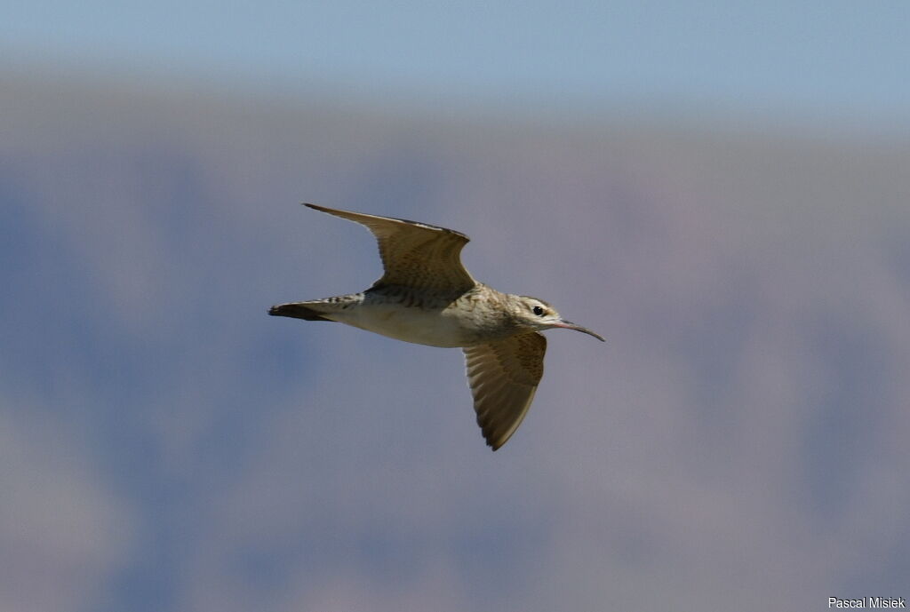 Little Curlew