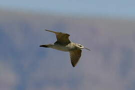 Little Curlew