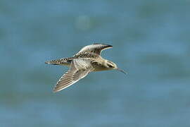 Little Curlew