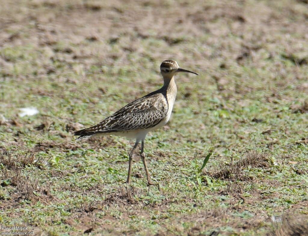 Little Curlew, habitat, pigmentation