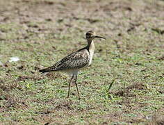 Little Curlew