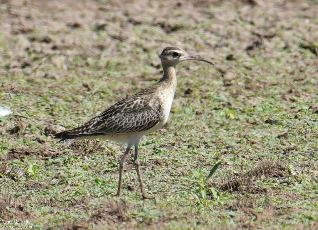 Little Curlew, identification