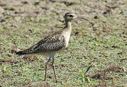 Little Curlew