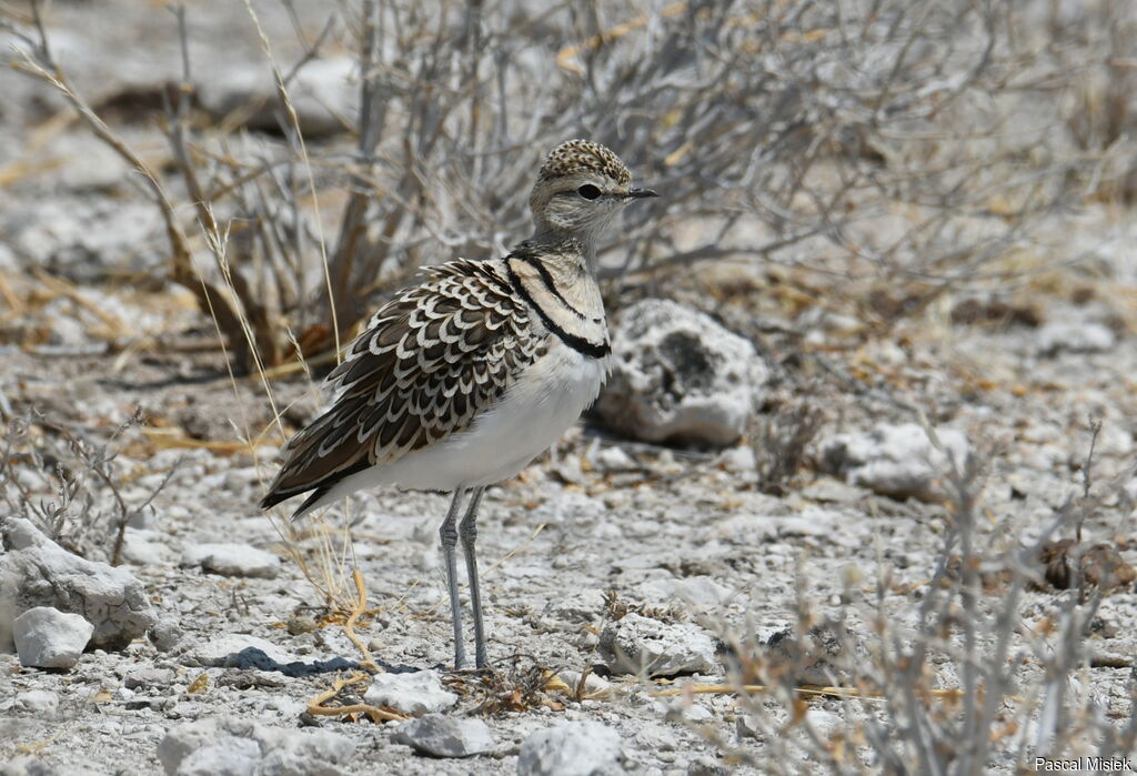 Double-banded Courser