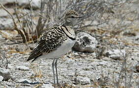 Double-banded Courser