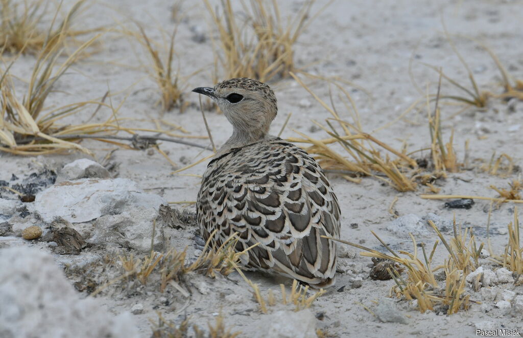 Double-banded Courser