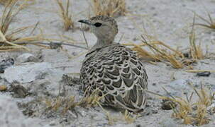 Double-banded Courser