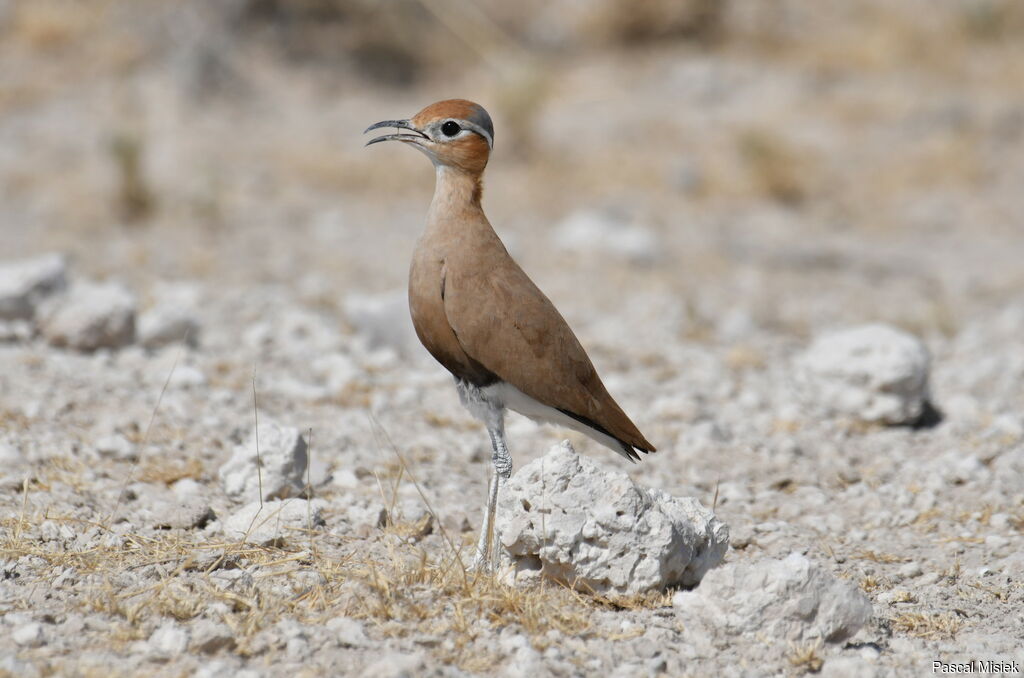 Burchell's Courseradult, Behaviour