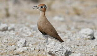 Burchell's Courser