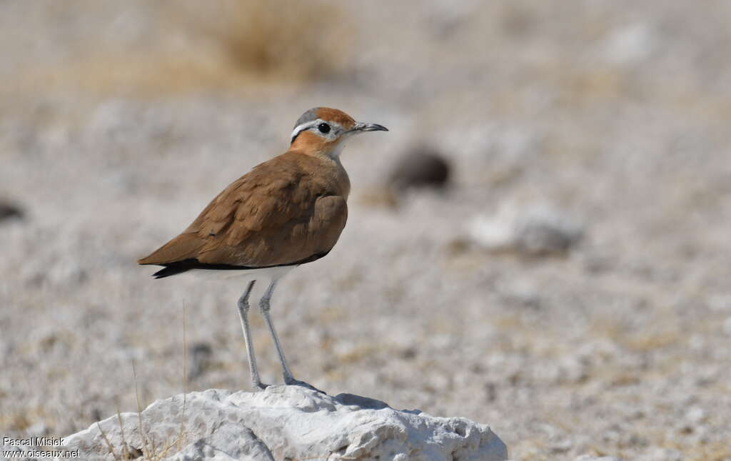 Burchell's Courseradult, identification