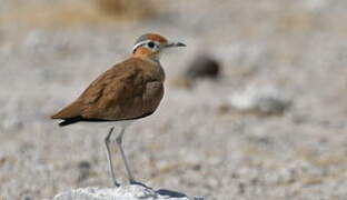 Burchell's Courser