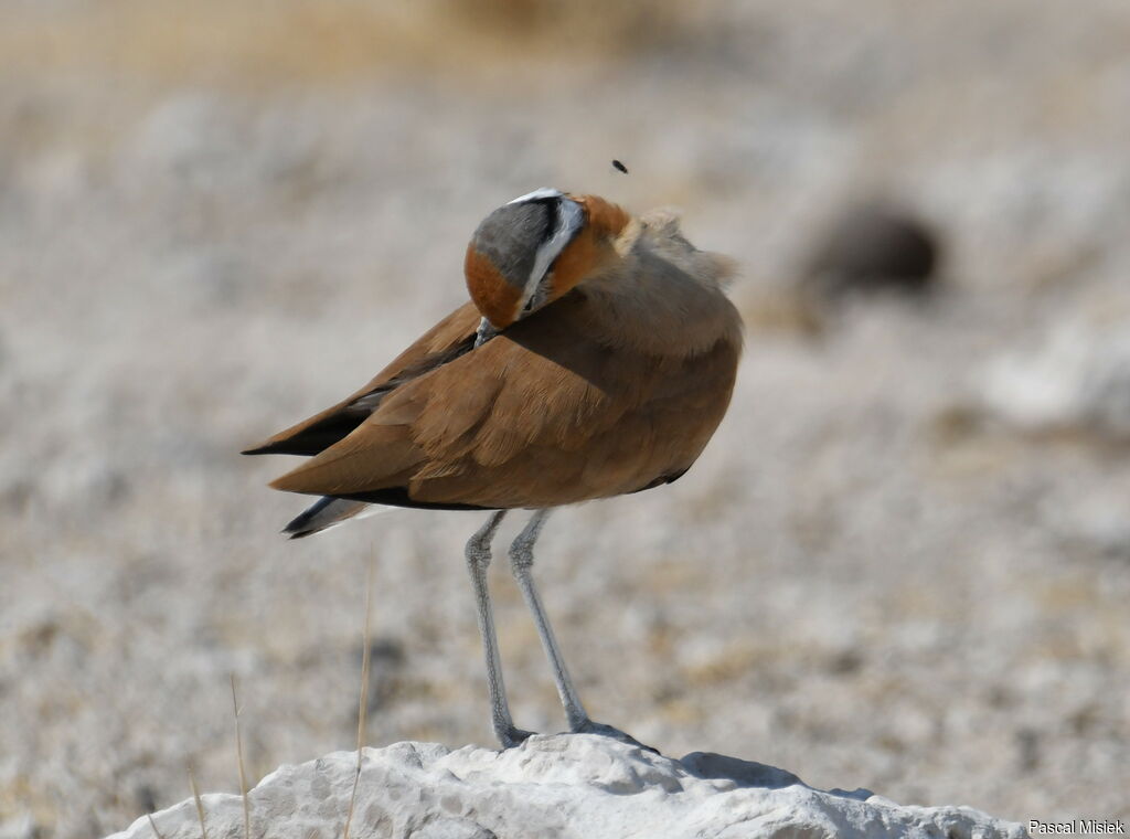 Burchell's Courser