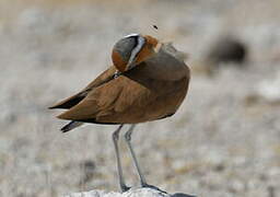 Burchell's Courser