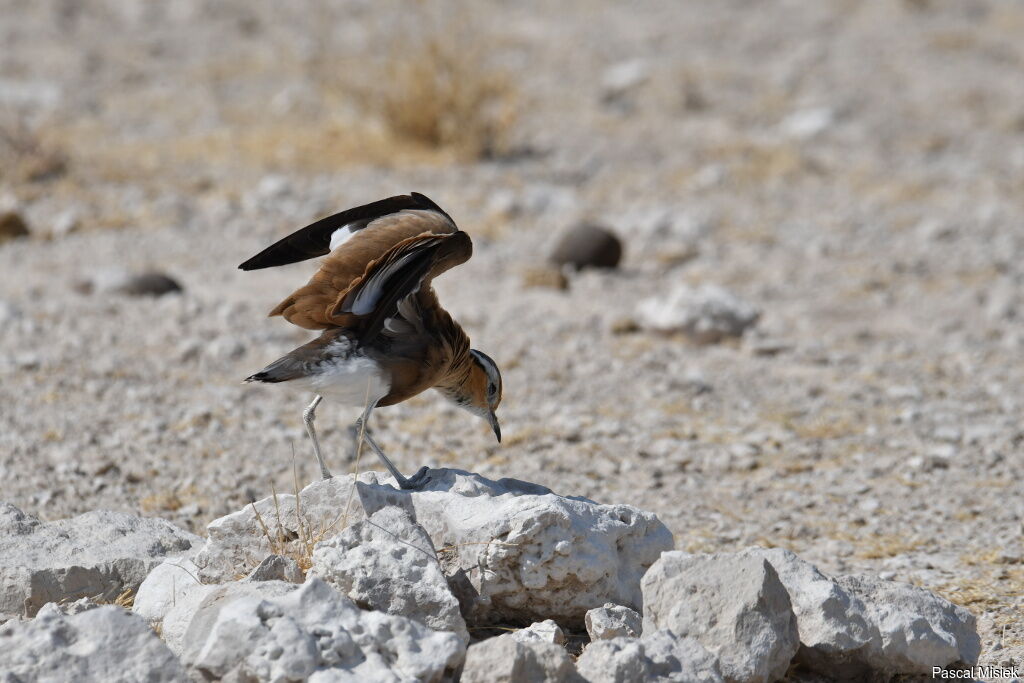 Burchell's Courser