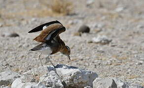 Burchell's Courser