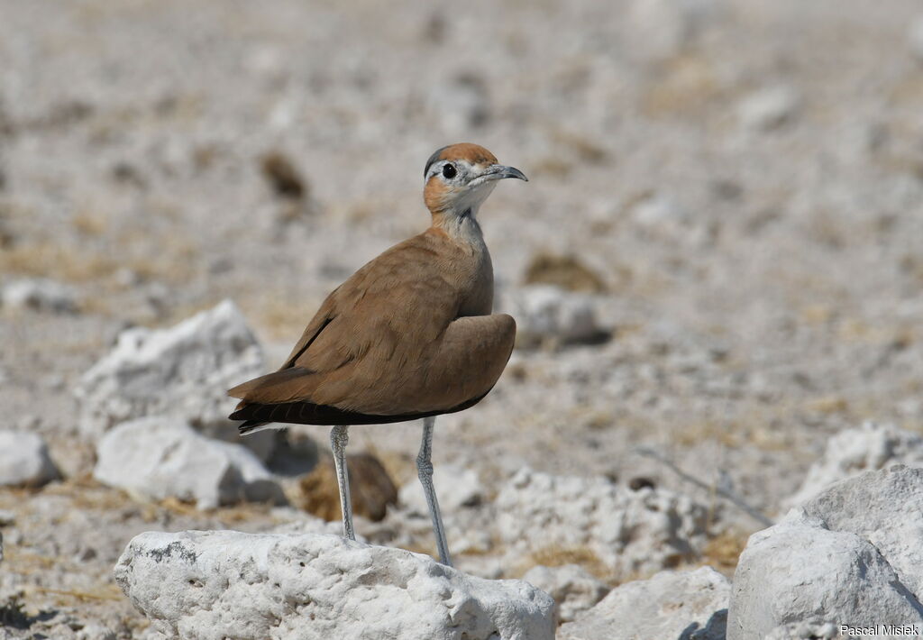 Burchell's Courser