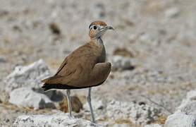 Burchell's Courser