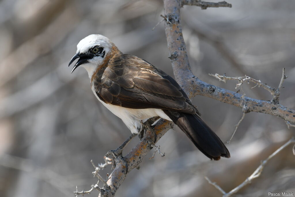 Bare-cheeked Babbler