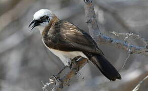 Bare-cheeked Babbler