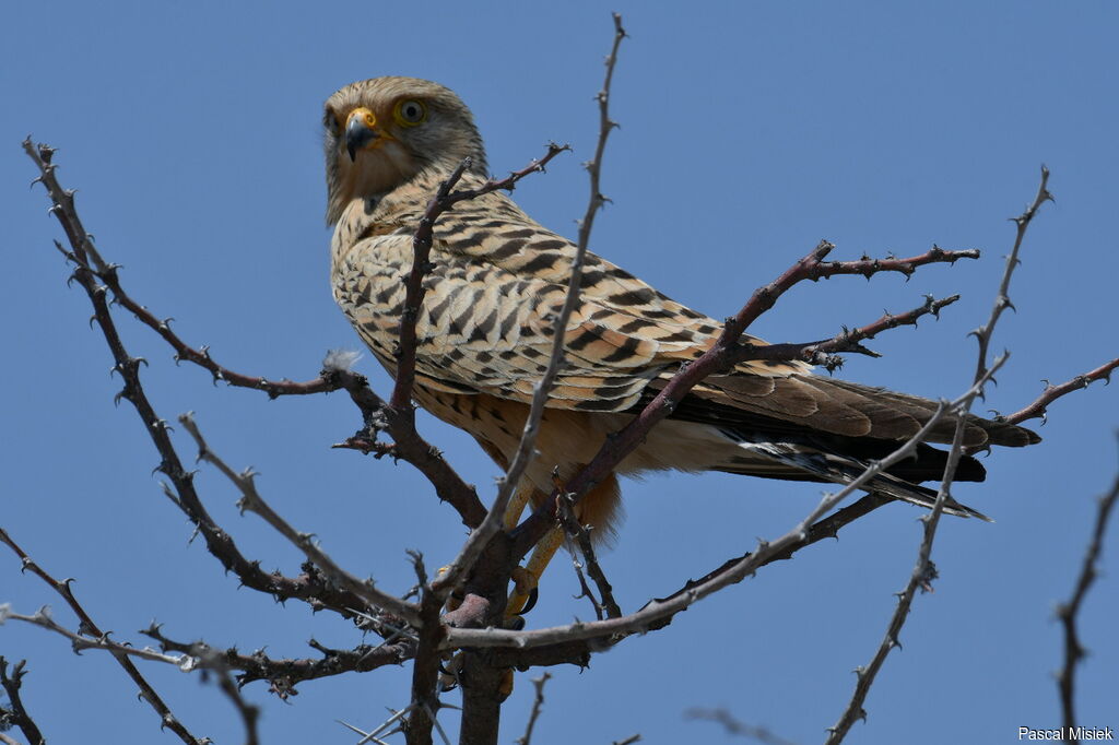 Greater Kestrel