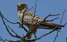 Greater Kestrel