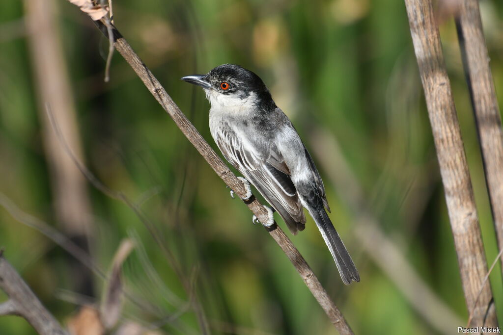 Black-backed Puffback