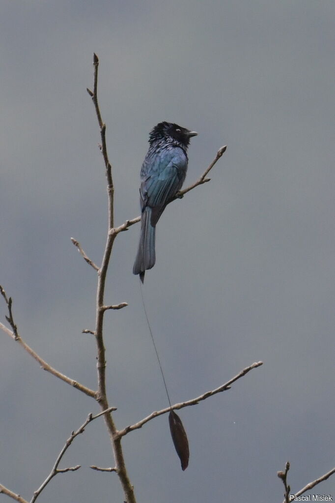 Lesser Racket-tailed Drongo