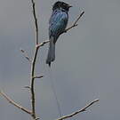 Drongo à rames