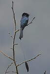 Drongo à rames