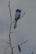 Lesser Racket-tailed Drongo