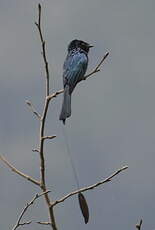 Drongo à rames