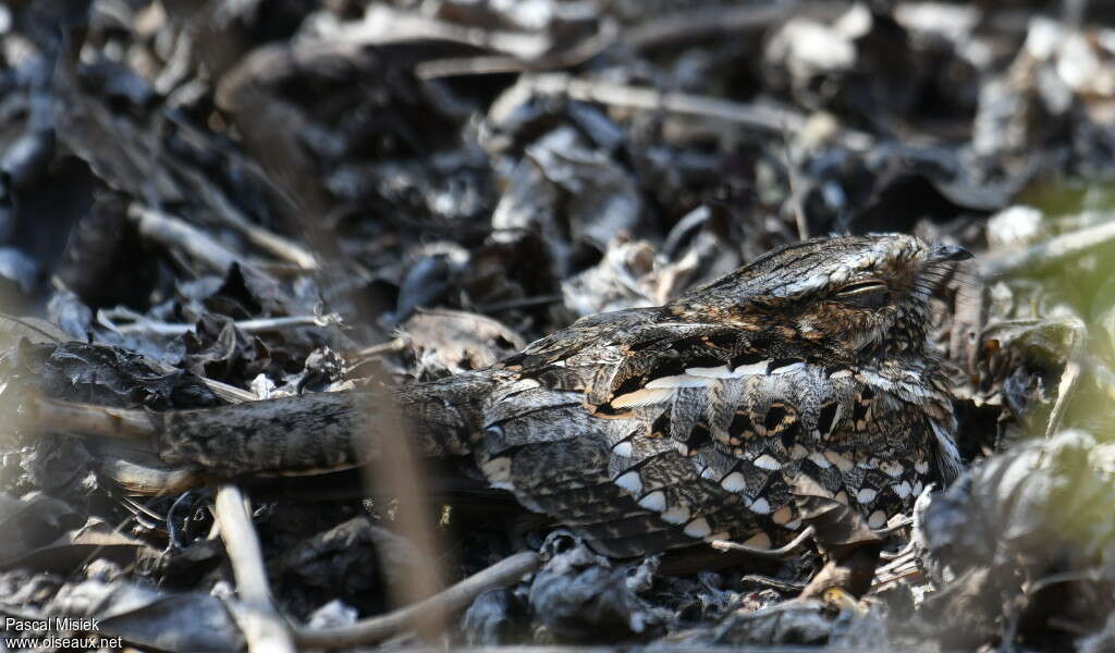 Anthony's Nightjar, close-up portrait