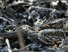 Anthony's Nightjar