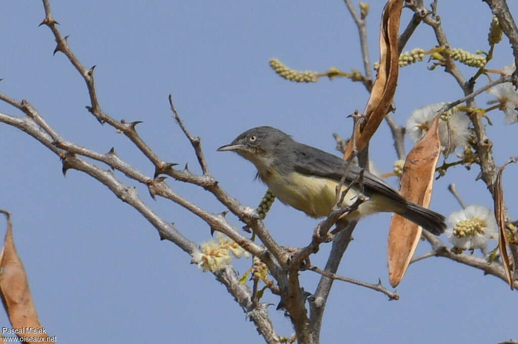 Érémomèle à cou roux, identification