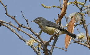 Burnt-necked Eremomela