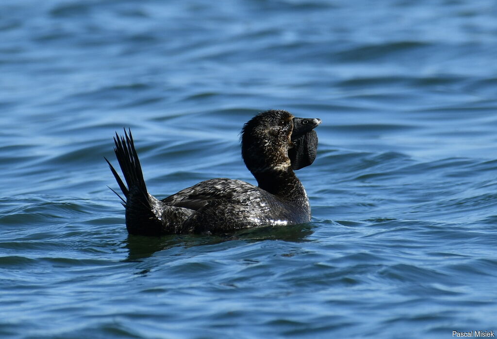 Musk Duck