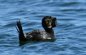 Musk Duck