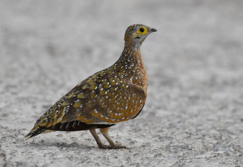 Burchell's Sandgrouse