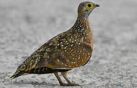 Burchell's Sandgrouse