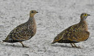 Burchell's Sandgrouse