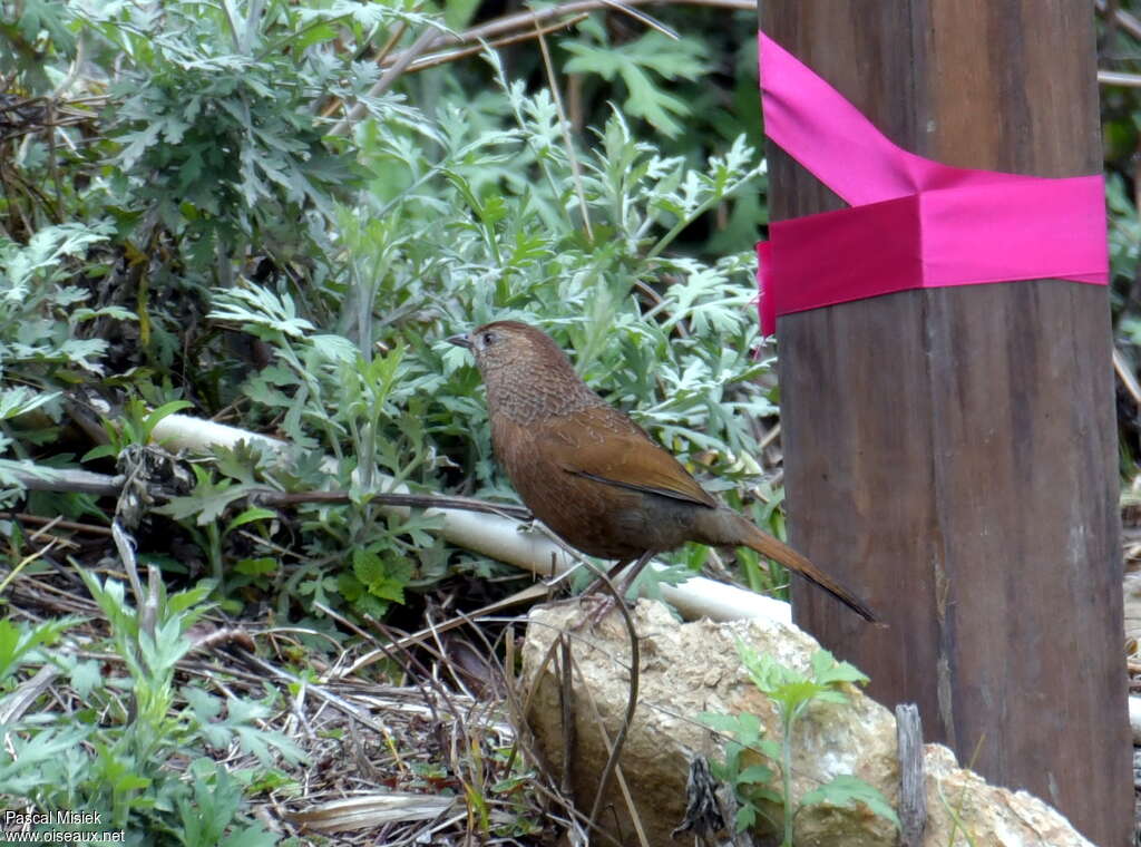 Bhutan Laughingthrushadult, habitat