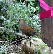 Bhutan Laughingthrush