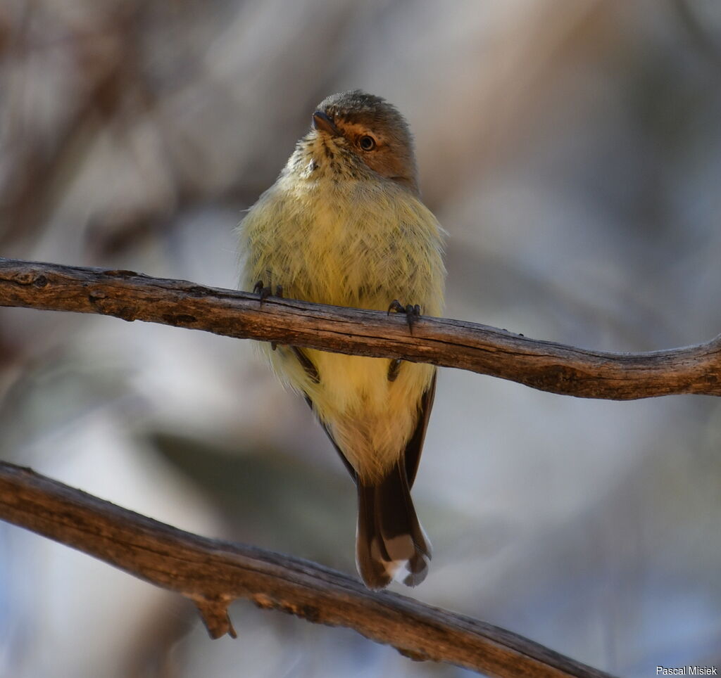 Weebill