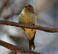 Weebill