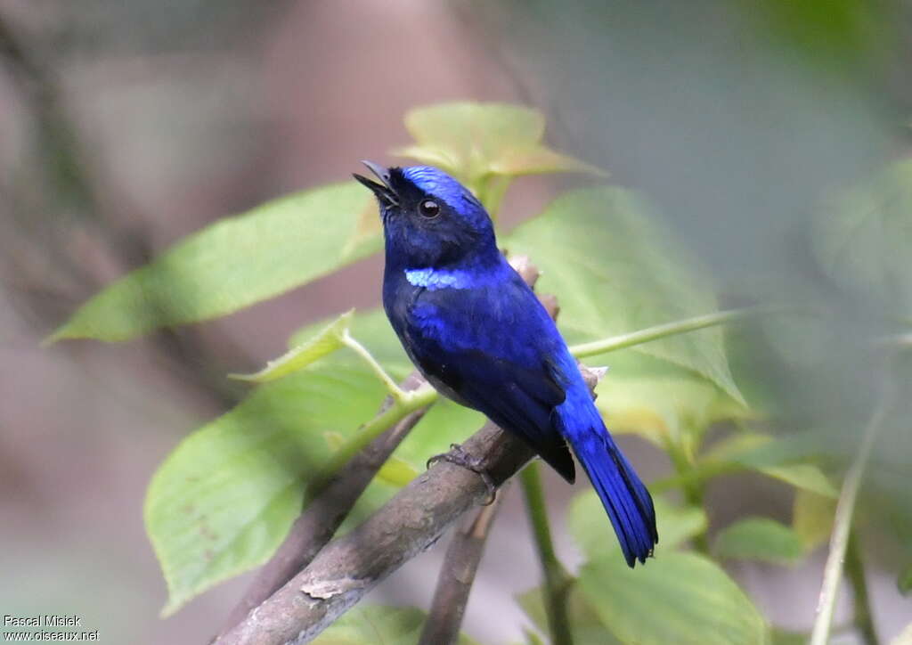 Small Niltava male adult breeding, identification, song