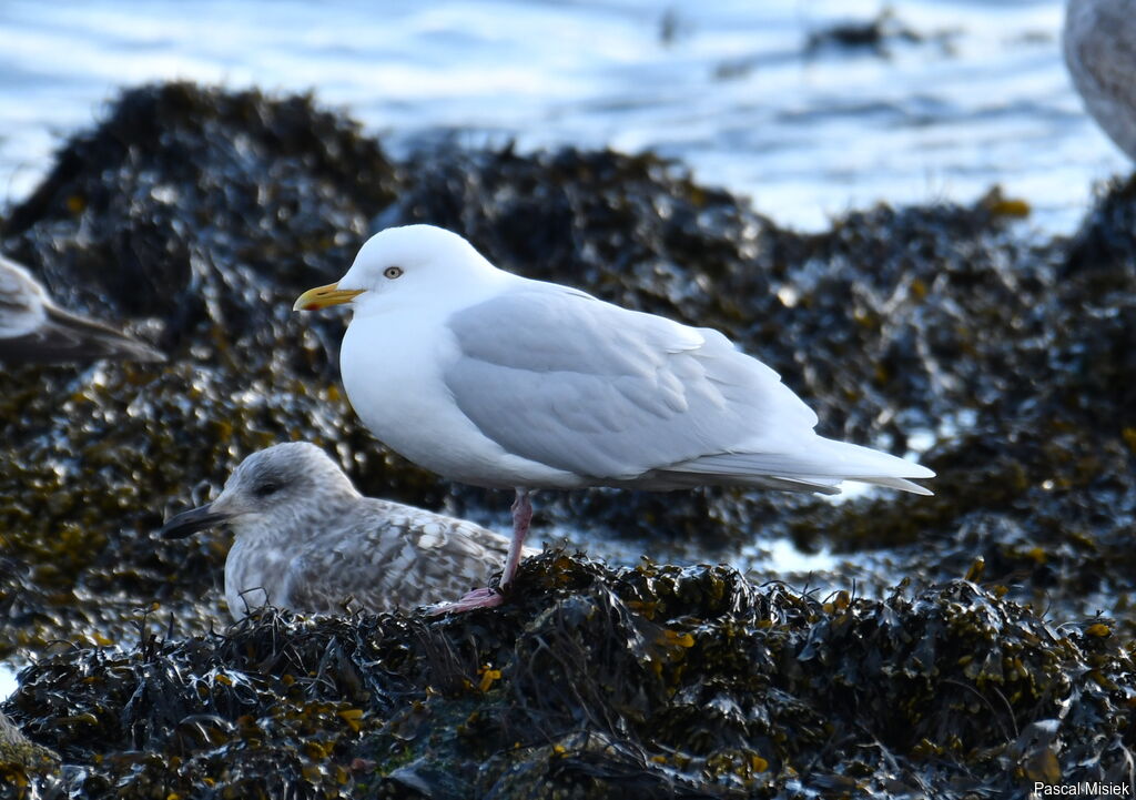 Iceland Gulladult, identification, close-up portrait