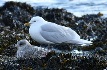 Goéland à ailes blanches