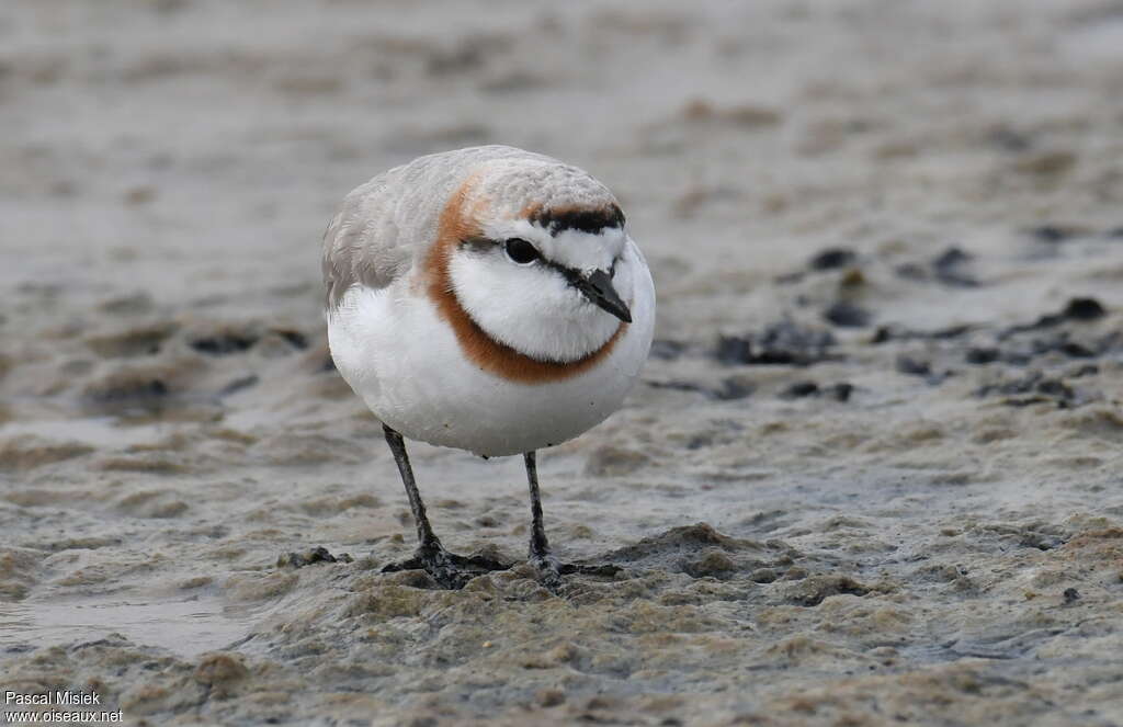 Chestnut-banded Plover male adult, close-up portrait