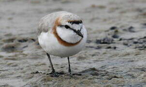 Chestnut-banded Plover